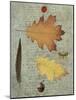 Autumn Leaf III-Sandy Lloyd-Mounted Art Print