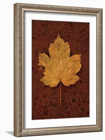 Autumn Leaf On Rust-Den Reader-Framed Photographic Print