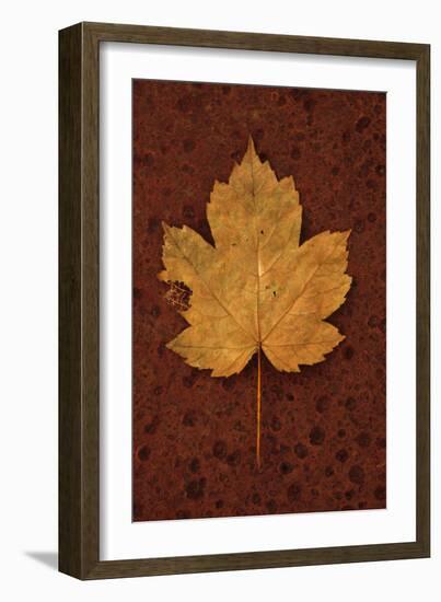 Autumn Leaf On Rust-Den Reader-Framed Photographic Print