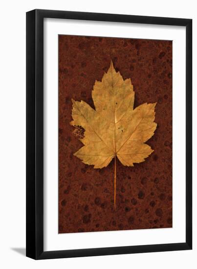 Autumn Leaf On Rust-Den Reader-Framed Photographic Print