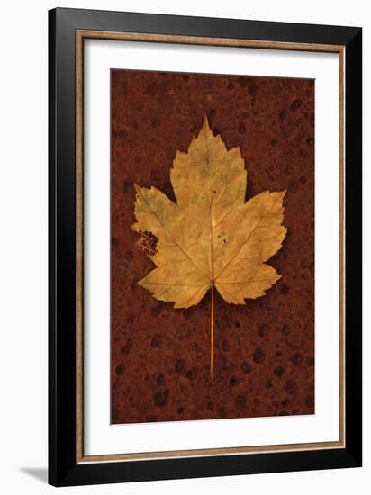 Autumn Leaf On Rust-Den Reader-Framed Photographic Print