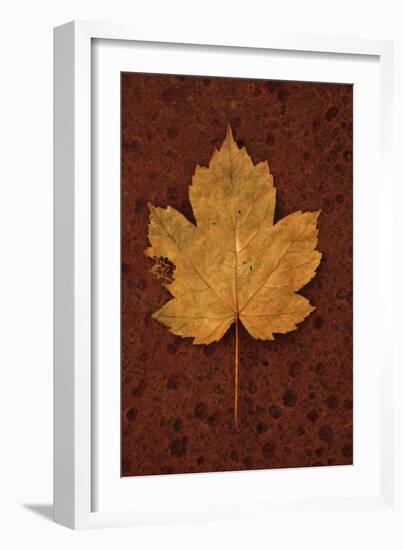 Autumn Leaf On Rust-Den Reader-Framed Photographic Print