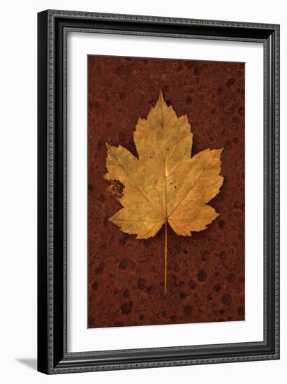 Autumn Leaf On Rust-Den Reader-Framed Photographic Print