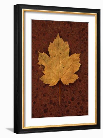 Autumn Leaf On Rust-Den Reader-Framed Photographic Print