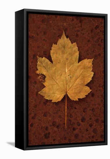 Autumn Leaf On Rust-Den Reader-Framed Premier Image Canvas