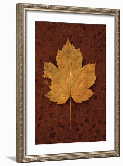 Autumn Leaf On Rust-Den Reader-Framed Photographic Print