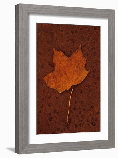 Autumn Leaf On Rust-Den Reader-Framed Photographic Print