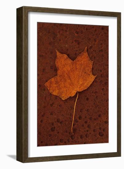 Autumn Leaf On Rust-Den Reader-Framed Photographic Print