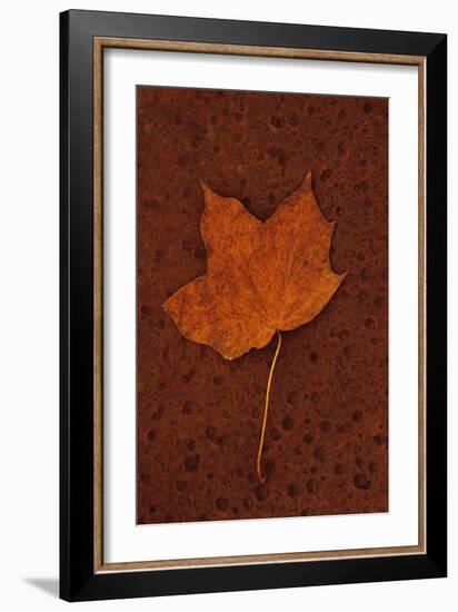 Autumn Leaf On Rust-Den Reader-Framed Photographic Print