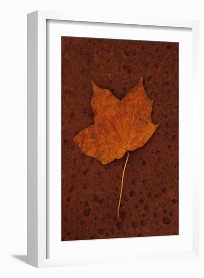 Autumn Leaf On Rust-Den Reader-Framed Photographic Print