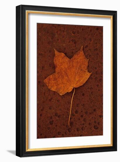 Autumn Leaf On Rust-Den Reader-Framed Photographic Print