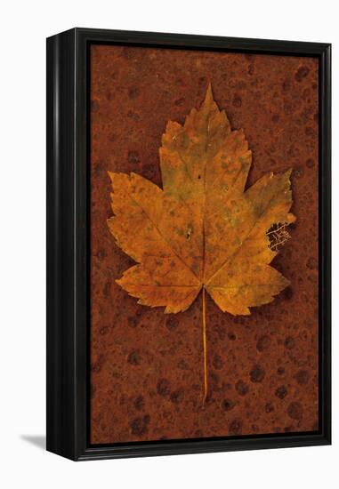 Autumn Leaf On Rust-Den Reader-Framed Premier Image Canvas