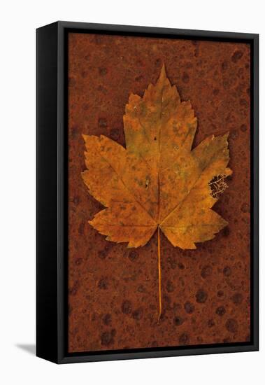 Autumn Leaf On Rust-Den Reader-Framed Premier Image Canvas