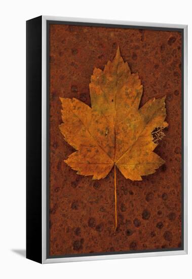 Autumn Leaf On Rust-Den Reader-Framed Premier Image Canvas