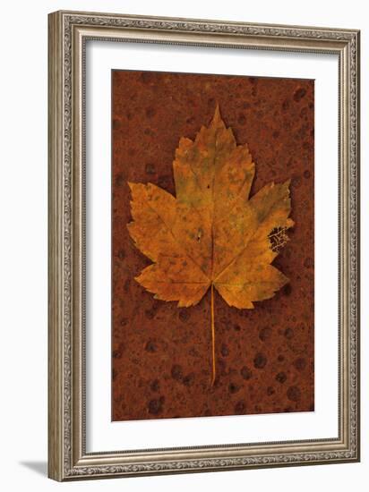 Autumn Leaf On Rust-Den Reader-Framed Photographic Print