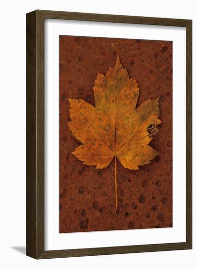 Autumn Leaf On Rust-Den Reader-Framed Photographic Print