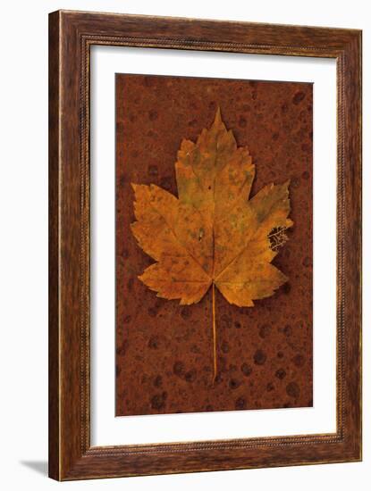 Autumn Leaf On Rust-Den Reader-Framed Photographic Print