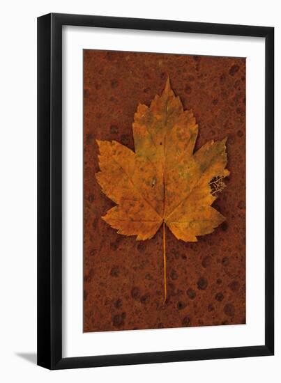 Autumn Leaf On Rust-Den Reader-Framed Photographic Print