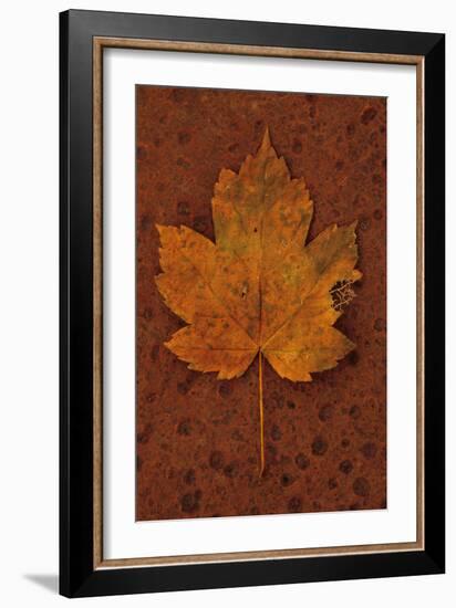 Autumn Leaf On Rust-Den Reader-Framed Photographic Print