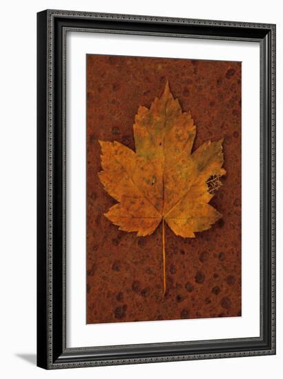 Autumn Leaf On Rust-Den Reader-Framed Photographic Print