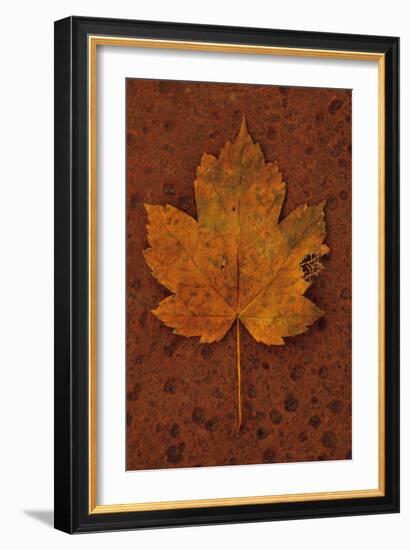 Autumn Leaf On Rust-Den Reader-Framed Photographic Print