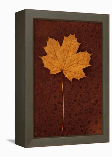 Autumn Leaf On Rust-Den Reader-Framed Premier Image Canvas