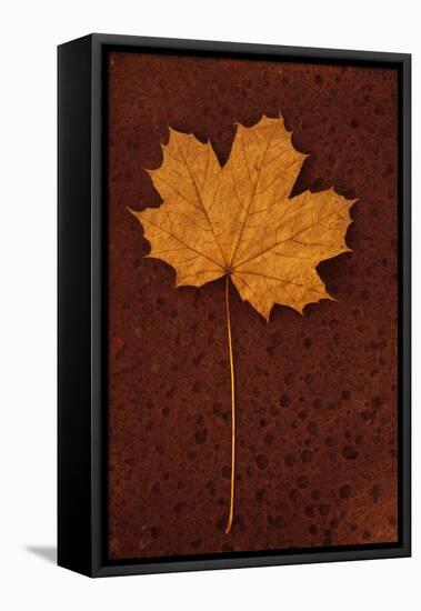 Autumn Leaf On Rust-Den Reader-Framed Premier Image Canvas