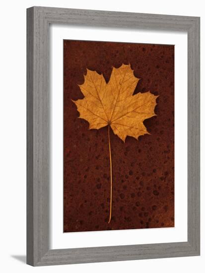 Autumn Leaf On Rust-Den Reader-Framed Photographic Print