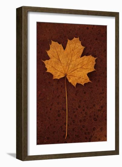 Autumn Leaf On Rust-Den Reader-Framed Photographic Print