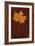 Autumn Leaf On Rust-Den Reader-Framed Photographic Print