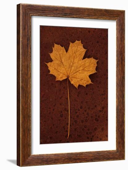 Autumn Leaf On Rust-Den Reader-Framed Photographic Print