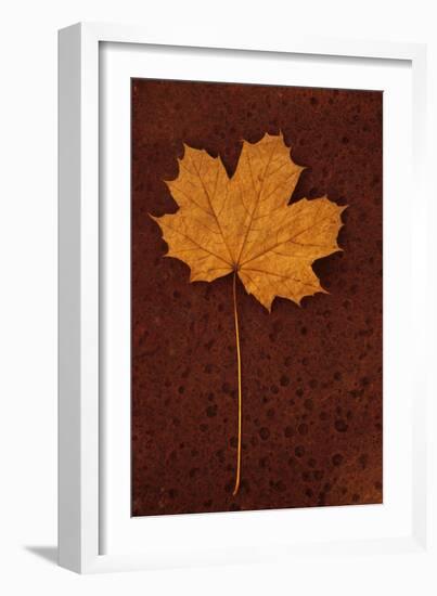 Autumn Leaf On Rust-Den Reader-Framed Photographic Print