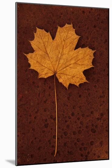 Autumn Leaf On Rust-Den Reader-Mounted Photographic Print