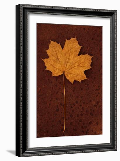 Autumn Leaf On Rust-Den Reader-Framed Photographic Print