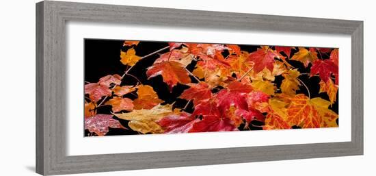 Autumn Leaf Panorama-Steve Gadomski-Framed Photographic Print