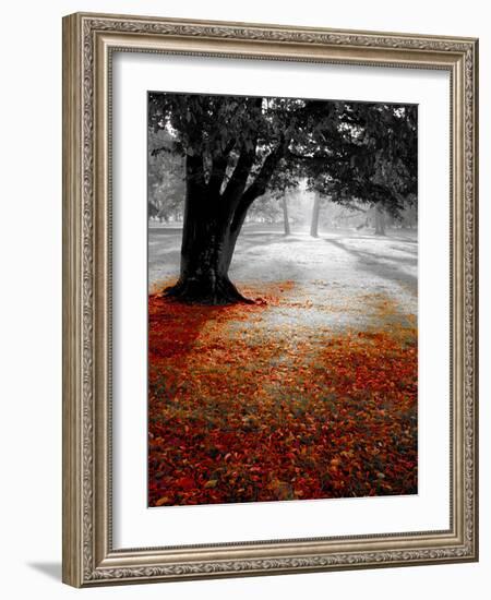 Autumn Leafs-null-Framed Photographic Print