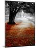 Autumn Leafs-null-Mounted Photographic Print