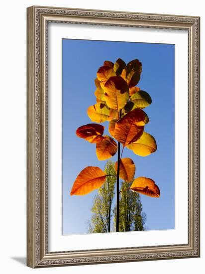 Autumn leaves against blue sky-Charles Bowman-Framed Photographic Print