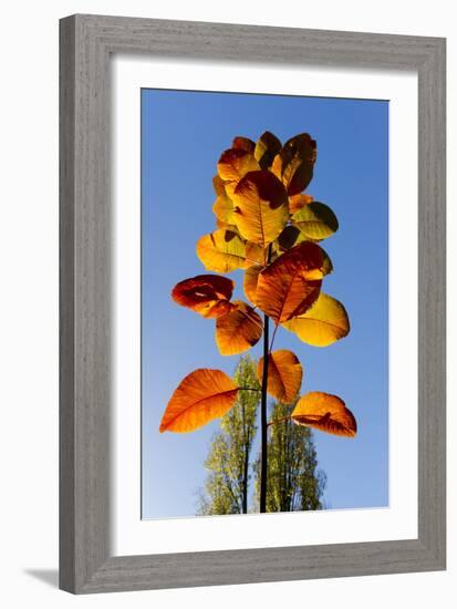 Autumn leaves against blue sky-Charles Bowman-Framed Photographic Print