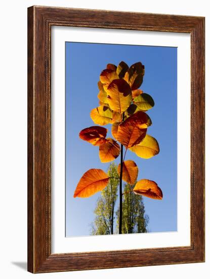 Autumn leaves against blue sky-Charles Bowman-Framed Photographic Print