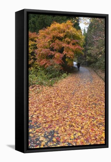 Autumn Leaves Along the Old Nakasendo Highway, Magome, Kiso Valley Nakasendo, Central Honshu, Japan-Stuart Black-Framed Premier Image Canvas