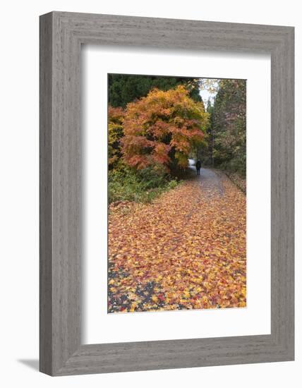 Autumn Leaves Along the Old Nakasendo Highway, Magome, Kiso Valley Nakasendo, Central Honshu, Japan-Stuart Black-Framed Photographic Print