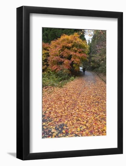 Autumn Leaves Along the Old Nakasendo Highway, Magome, Kiso Valley Nakasendo, Central Honshu, Japan-Stuart Black-Framed Photographic Print