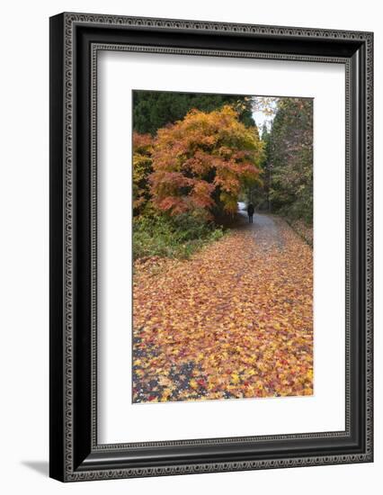 Autumn Leaves Along the Old Nakasendo Highway, Magome, Kiso Valley Nakasendo, Central Honshu, Japan-Stuart Black-Framed Photographic Print