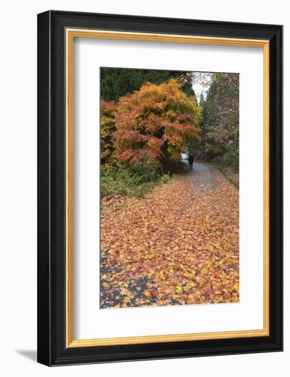 Autumn Leaves Along the Old Nakasendo Highway, Magome, Kiso Valley Nakasendo, Central Honshu, Japan-Stuart Black-Framed Photographic Print