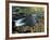 Autumn Leaves at Packers Falls on the Lamprey River, New Hampshire, USA-Jerry & Marcy Monkman-Framed Photographic Print