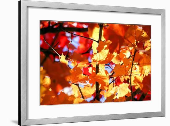 Autumn Leaves Background-Nikolay Etsyukevich-Framed Photographic Print