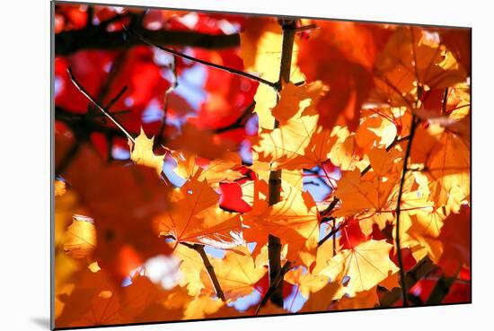 Autumn Leaves Background-Nikolay Etsyukevich-Mounted Photographic Print