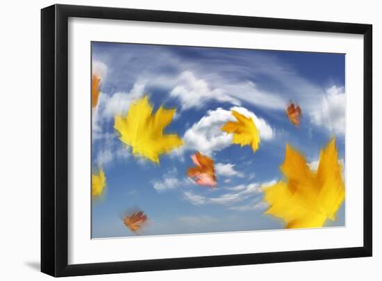 Autumn Leaves Blowing In the Wind-Tony Craddock-Framed Photographic Print