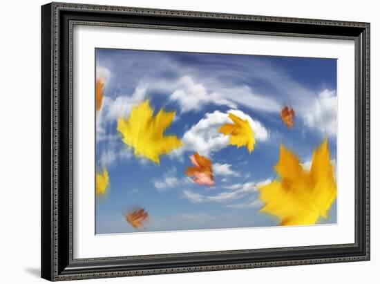 Autumn Leaves Blowing In the Wind-Tony Craddock-Framed Photographic Print